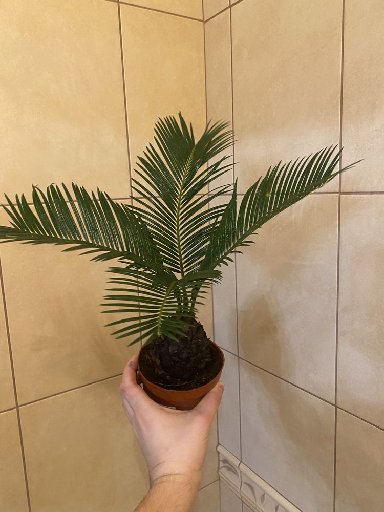 Cycas cykas sagowiec rovoulta nie palma