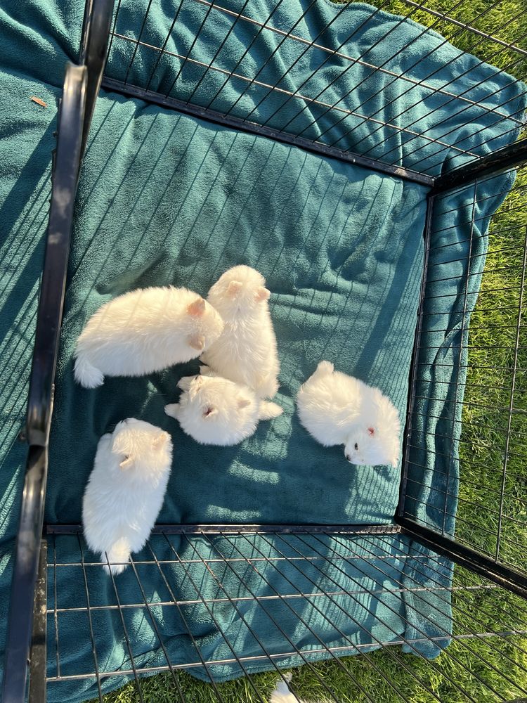 Piekny Szpic Miniaturowy Pomeranian