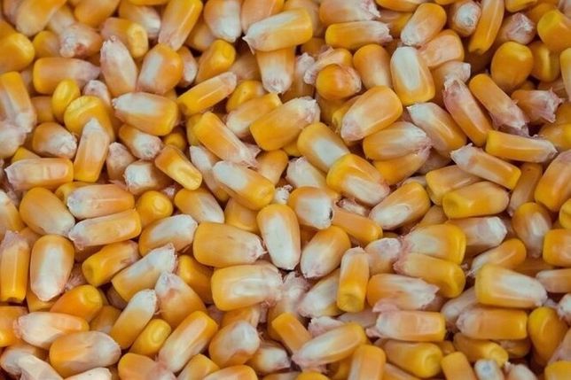 Продам кукурузу этого года