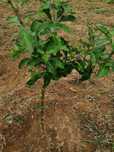 Plantas goji bio aceito novas encomendas 2025
