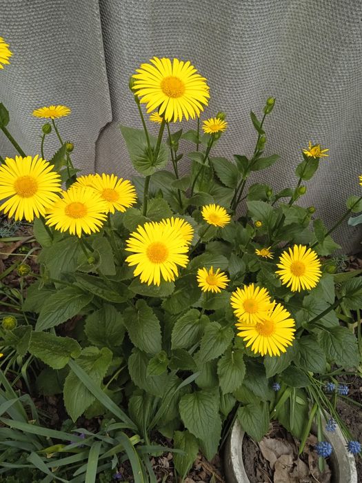 Традисканция цветущая, роза, цветы