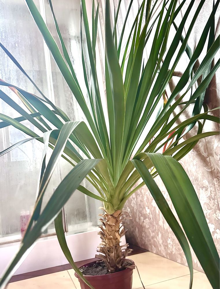 Продам Юкка Глоріоса, юкка, Yucca gloriosa