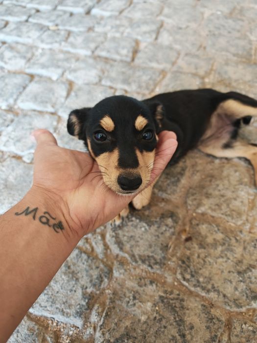 Adopção Cadelinha