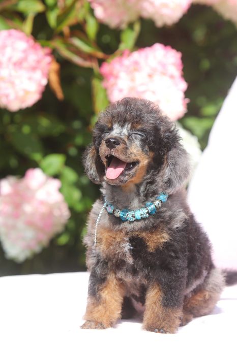 PUDEL ŚREDNI Blue Merle Tan piesek samiec Dior Medium Poodle