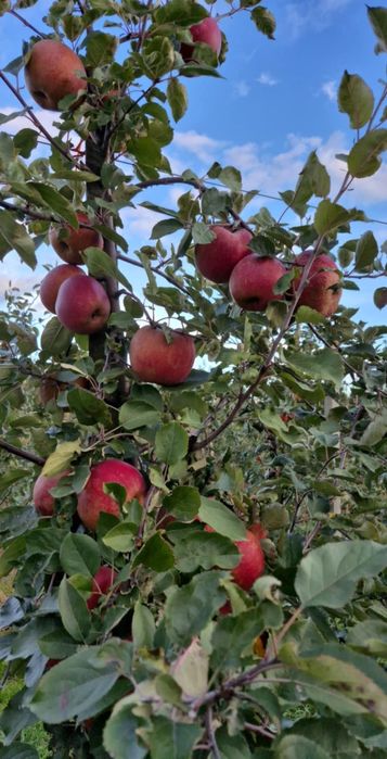 Jabłka odmiana Szara Reneta paczka 10kg, 3zł/kg, wysyłka Inpost