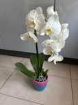 Kwiat storczyk orchidea