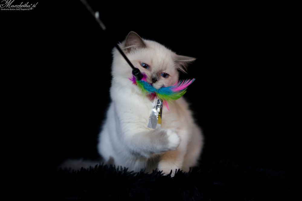 Ragdoll, przepiękna koteczka blue mitted z prawdziwym rodowodem FPL