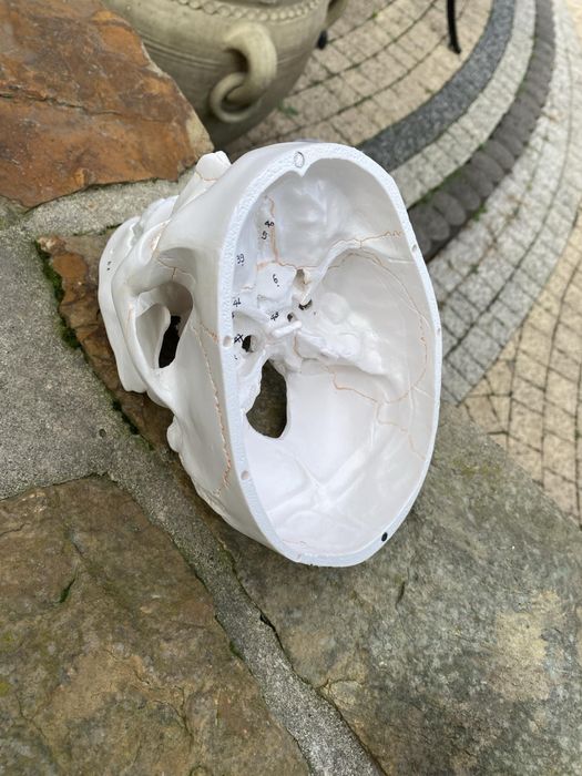 Model anatomiczny czaszki! Jak NOWA