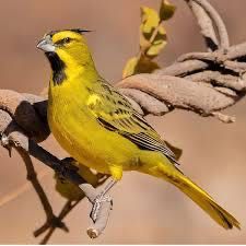 Cardeal da Argentina ( cardeal amarelo )