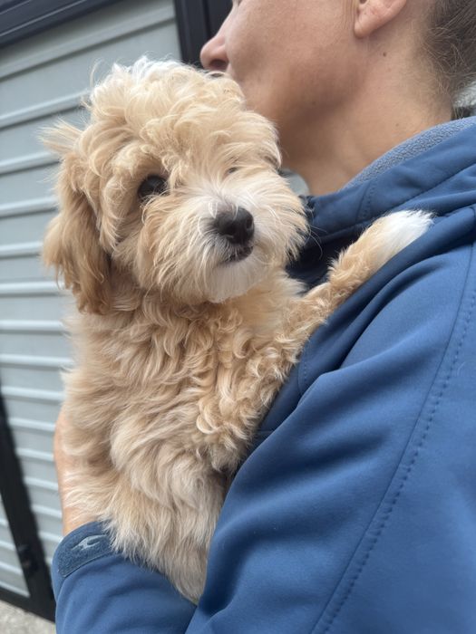 Мальтіпу ф1, пухнастик