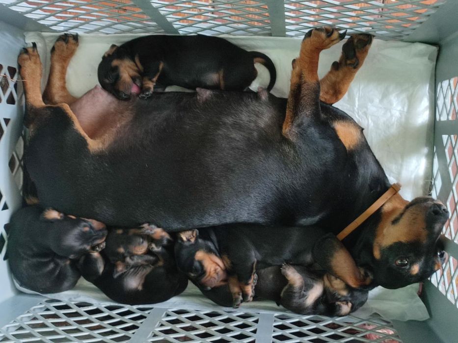 Цуценята такси - шукають люблячий дім.