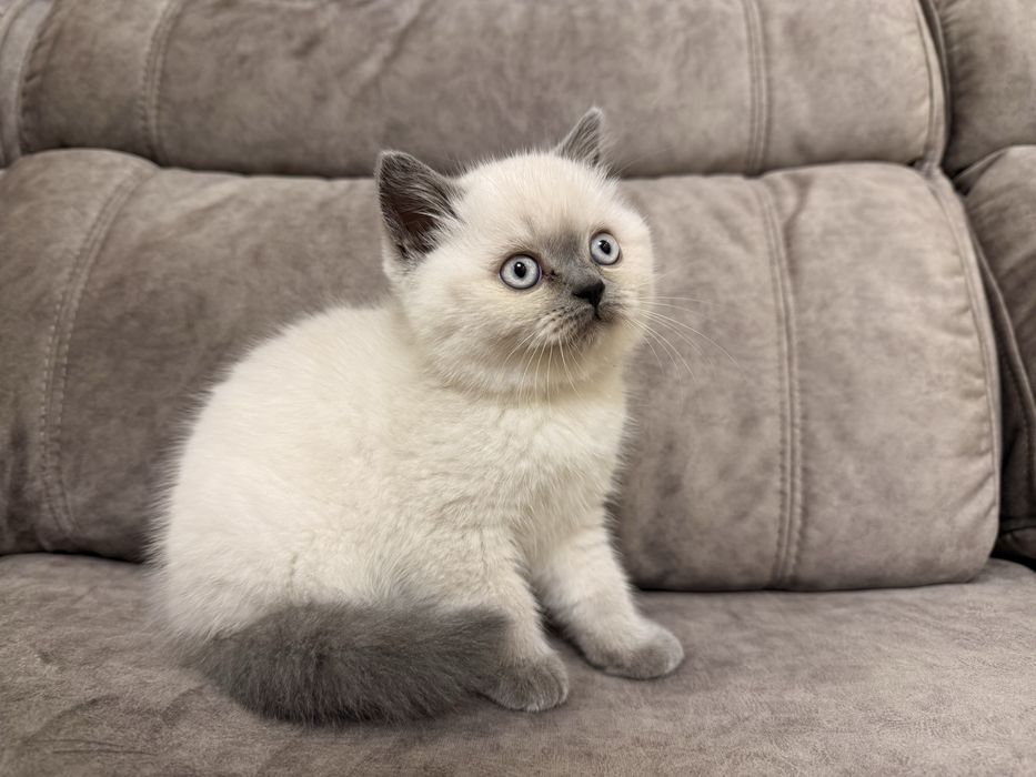 Британські дівчата