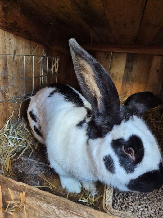 Królik olbrzym srokacz niemiecki czysty duży