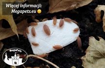 Porcellionides pruinosus Skoczogonki Ślimaki Mrówki Ekipa sprzątająca