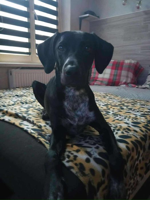 PRADA szuka nowego domu