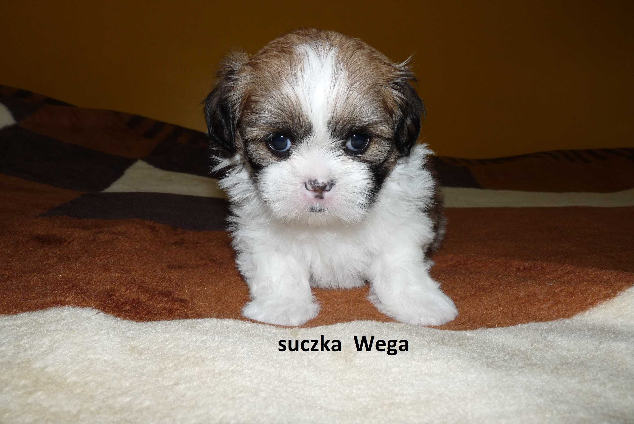 Shih Tzu, suczka Wega do odbioru od 15 sierpnia.