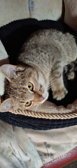 Bursztynka szuka domu