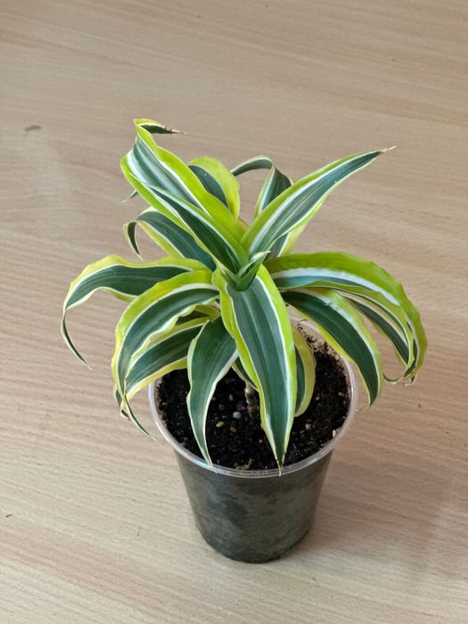 Драцена Лемон лайм