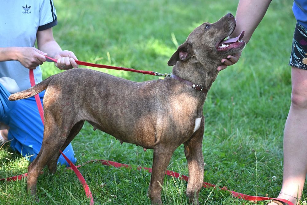 Amstaff do adopcji, sunia