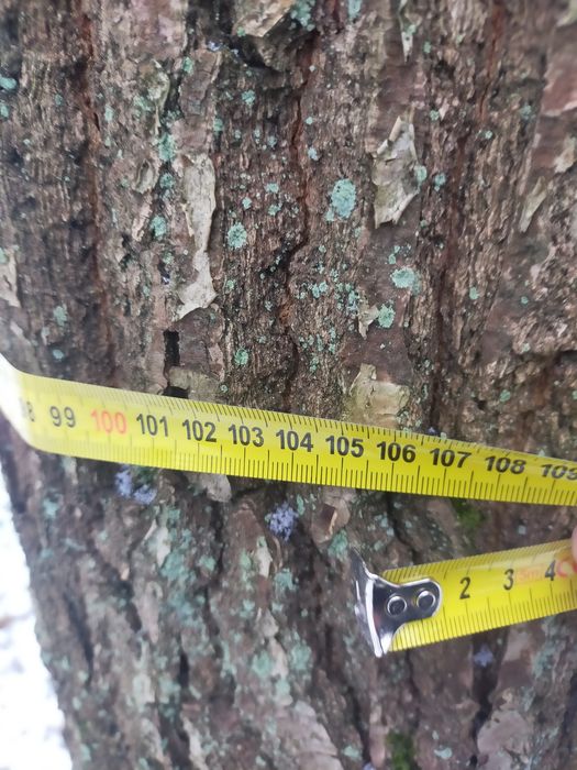 Sprzedam Dęby  na  pniu