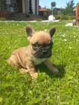 Buldog Francuski do rezerwacji