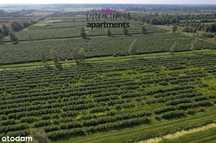 Gotowy Dochodowy biznes Plantacja D
