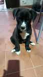 Cachorrinho para doar bebê