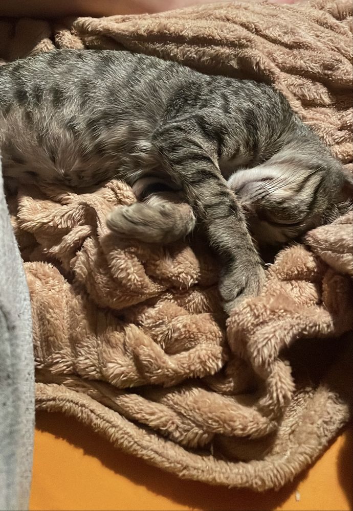 gatinhos para adoção
