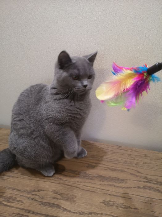 Kocurek brytyjski Umi Felis Polonia rodowód, kotka