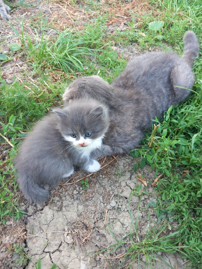 Котята девочки прямоухие