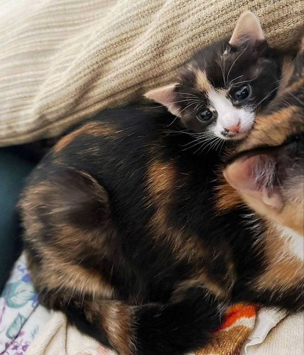 Кошечка 6-7 месяцев