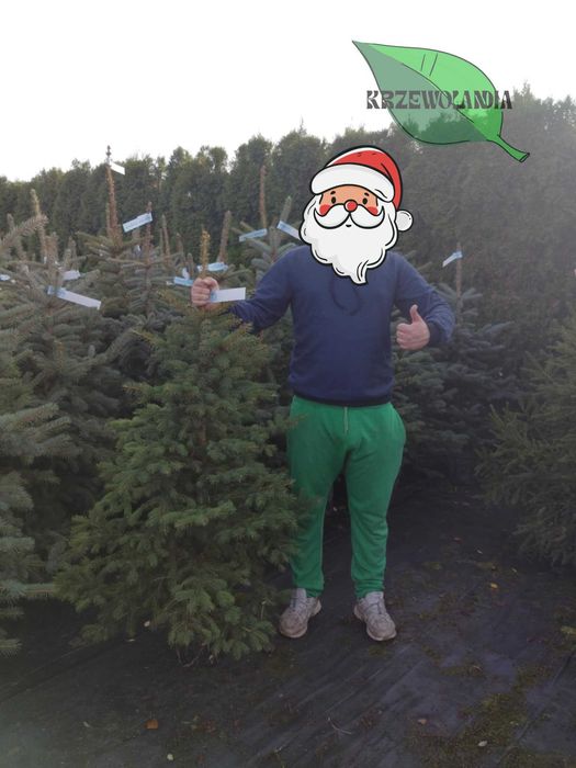 Świerk srebrny rosnący w donicy lub kopany do donicy – 20–150 cm