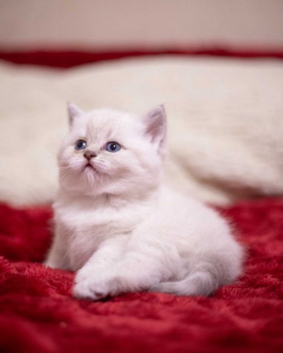 Продам шотландских котят