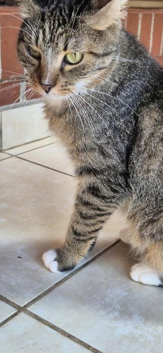 Cudowna kotka do adopcji