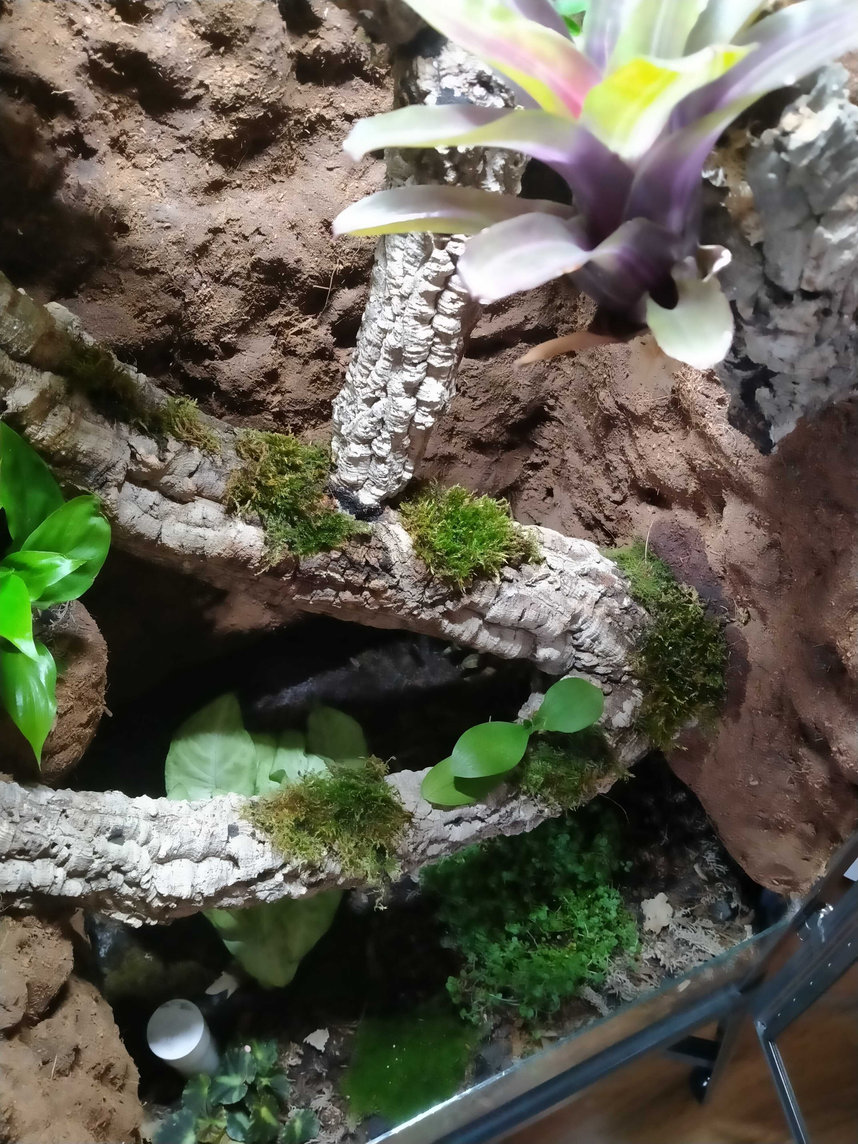 Wyjątkowe terrarium z witryny Fabrikör IKEA