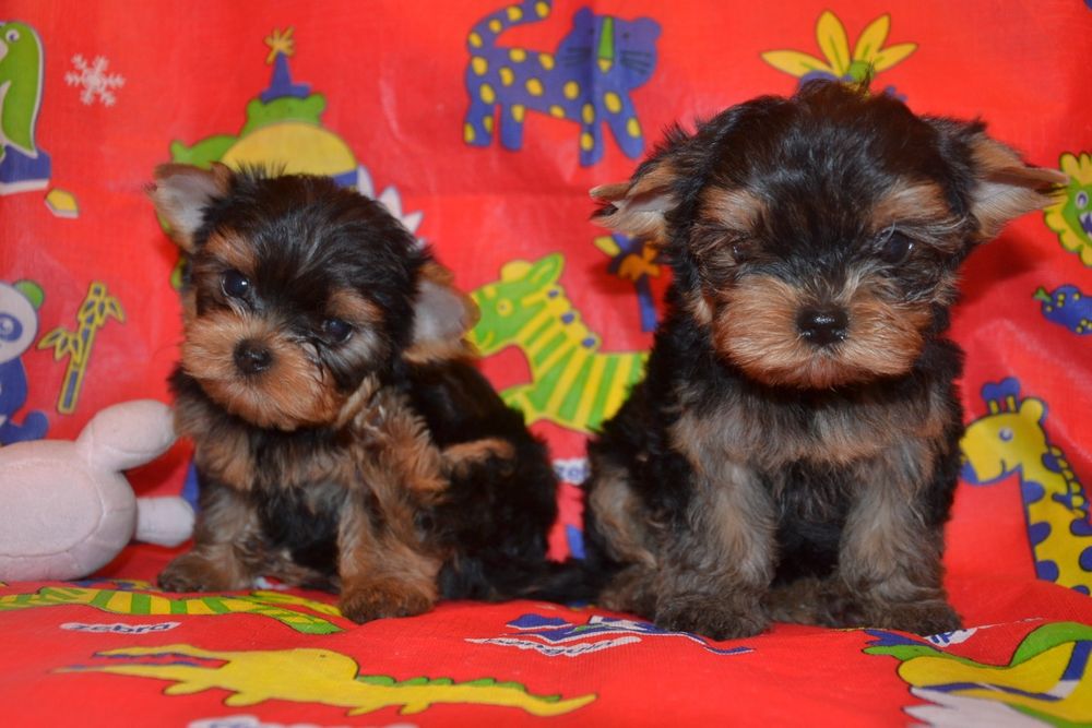 Породний хлопчик готовий до переїзду