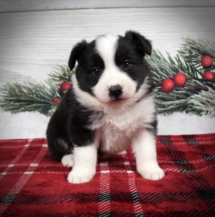 Border collie suczka czarno biała po zdrowych rodzicach