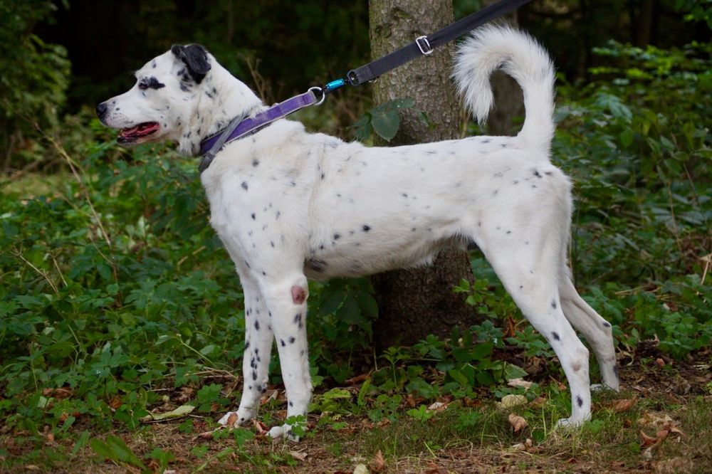 Cziko- domowy mix dalmatyńczyk szuka nowego domu