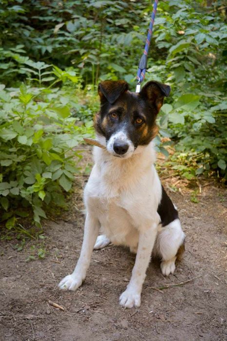 Beethoven szuka domu