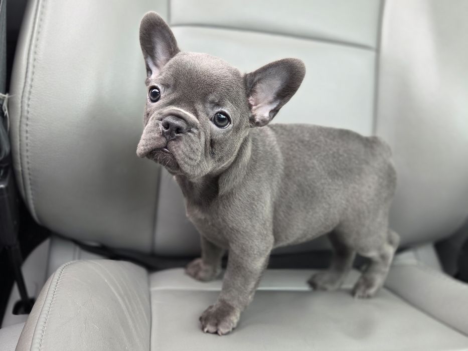 Голуба дівчинка французький бульдог