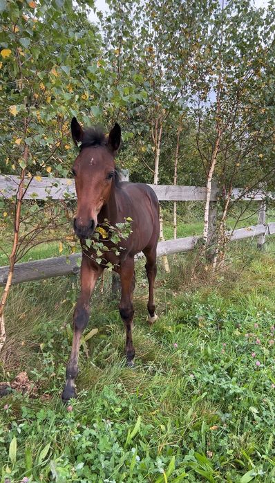 Pensjonat, przyjmujemy odsadki, młodzież, klacze hodowlane i seniorów