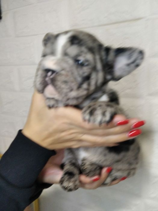 Элитная девочка Биг роп