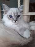 Chlopiec Ragdoll blue mitted lynx FPL umikatowe umaszczenie cudowny