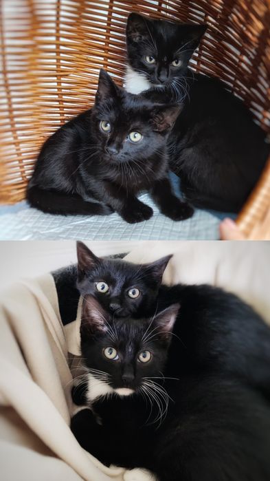 12 tygodniowe kocurki szukają miłości