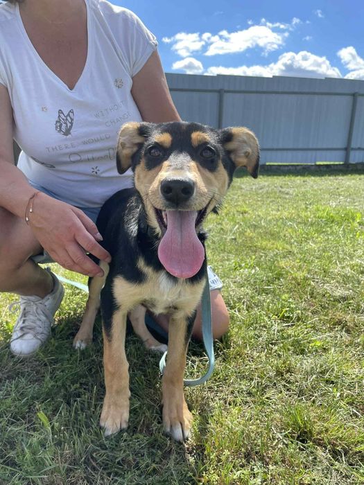 Gloria I  Prada szczeniaczki do adopcji