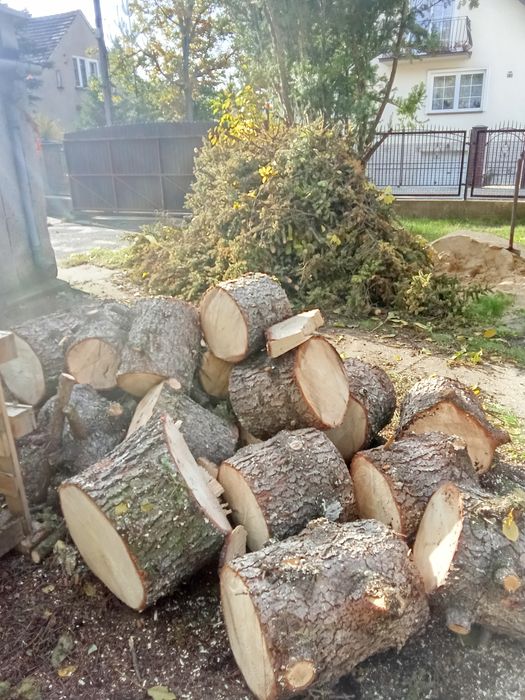 Prace ogrodnicze wycinki, usługi i wynajem rębaka