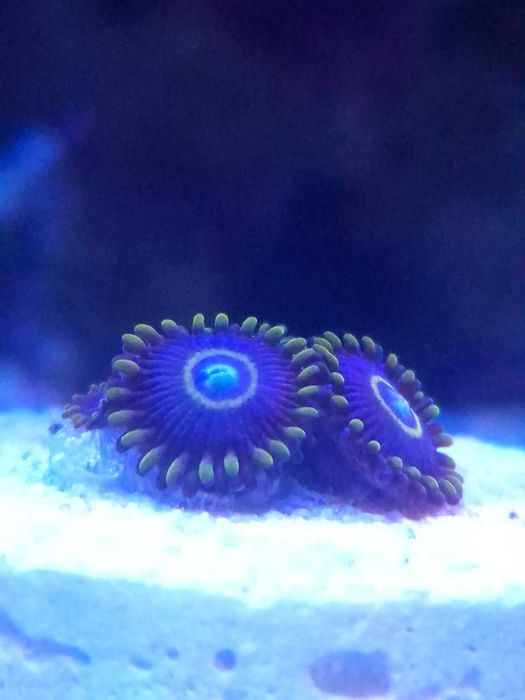Corais Zoas zoanthus