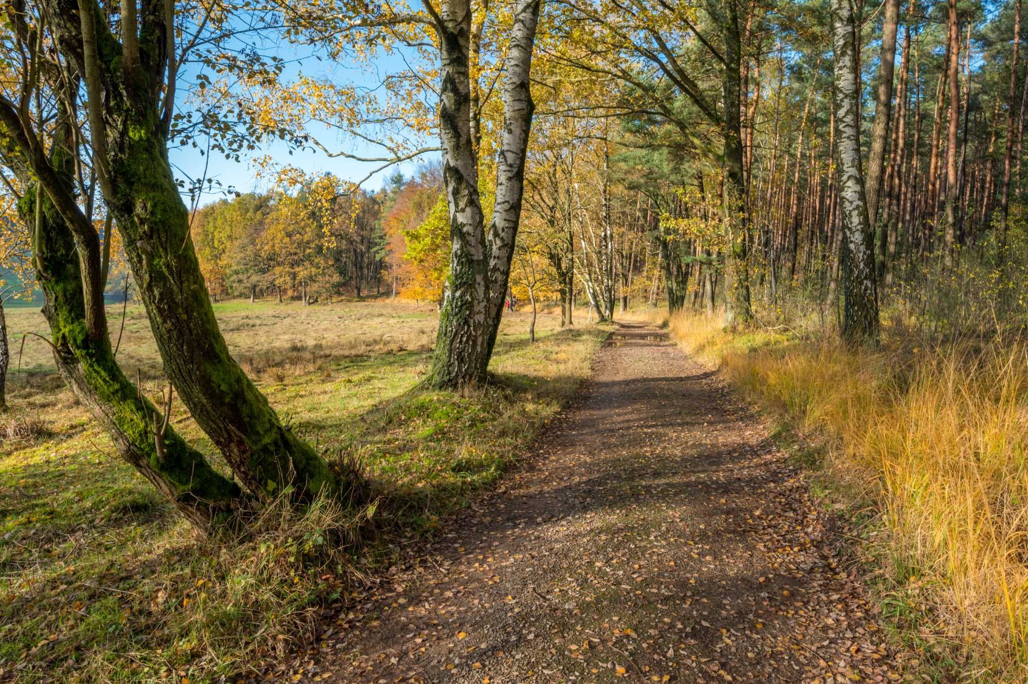 Piękna fototapeta las jesienny