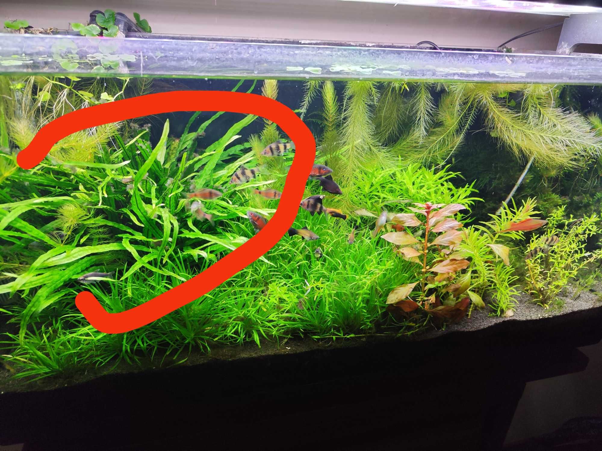Olbrzyma Kępa Microsrium tylko 40pln