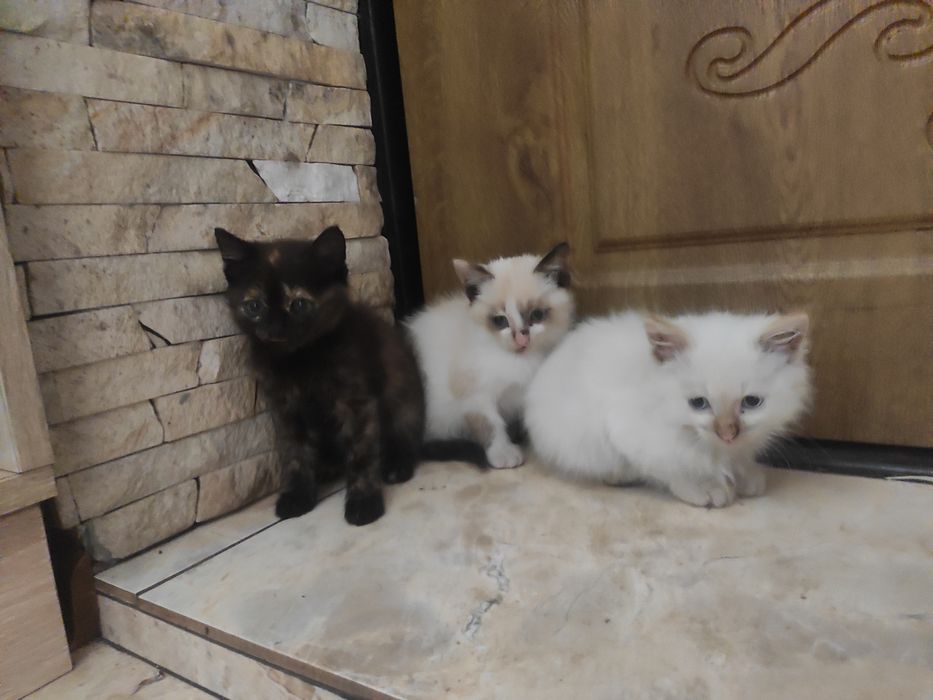Віддам котиків в добрі руки!